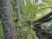 Miškų paskirties sklypas. Sklypas 2 hektarai. - nuotraukos Nr. 11
