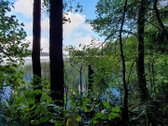 Miškų paskirties sklypas. Sklypas 2 hektarai. - nuotraukos Nr. 14