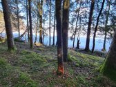 Miškų paskirties sklypas. Sklypas 2 hektarai. - nuotraukos Nr. 17