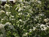 Viduklėje (Raseinių r.) parduodamas mūrinis - nuotraukos Nr. 2
