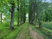 Parduodama autentiška ,100 liepų sodyba - nuotraukos Nr. 17