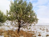 Yra leidimas gyvenamajai statybai. - nuotraukos Nr. 9