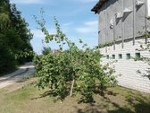 Jaukus sodo namas gamtos apsuptyje – vieta - nuotraukos Nr. 5