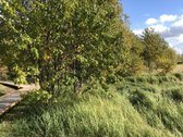Išskirtinėje miesto vietoje parduodami trys - nuotraukos Nr. 5