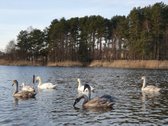 Butas ieškantiems tikrų namų. Šiame kvartale - nuotraukos Nr. 19