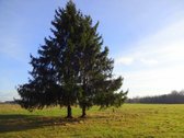 Parduodamas 2,66ha žemės ūkio paskirties - nuotraukos Nr. 9