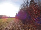 Parduodamas 2,66ha žemės ūkio paskirties - nuotraukos Nr. 2