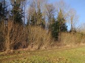 Parduodamas 2,66ha žemės ūkio paskirties - nuotraukos Nr. 13