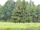 Parduodamas 2,66ha žemės ūkio paskirties - nuotraukos Nr. 16