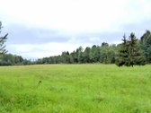 Parduodamas 2,66ha žemės ūkio paskirties - nuotraukos Nr. 14
