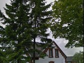 Tel  Birutė