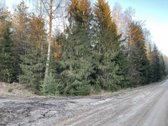 Parduodamas miškas, Kelmės raj., Šaukėnų sen. - nuotraukos Nr. 3