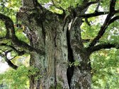 Parduodamas 7,10 Ha Žemės Sklypas Ignalinos - nuotraukos Nr. 28