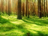 Parduodamas 7,10 Ha Žemės Sklypas Ignalinos - nuotraukos Nr. 29
