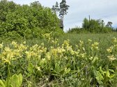 Parduodama sodybvietė 14 aru namu valdos - nuotraukos Nr. 13