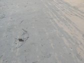 * Naujai išbetonuotos grindis - nuotraukos Nr. 4