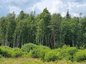 Parduodami žemės ūkio paskirties sklypai - nuotraukos Nr. 4
