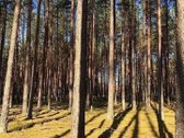 Nuo Rugsėjo Iki Birželio Nuomuojamas Naujos - nuotraukos Nr. 12