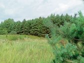 Parduodami sklypai šalia Pabradės m. ribos, - nuotraukos Nr. 5