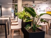 Suite tipo apartamentai: - nuotraukos Nr. 11