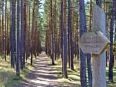 Nuo 2026 m. spalio mėn. išnuomojamas 3 - nuotraukos Nr. 8