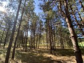 Parduodama sodyba Grendavės kaimo pakraštyje, - nuotraukos Nr. 10