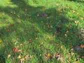 14 arų itin ramioje vietoje, šalia miestelio - nuotraukos Nr. 4