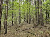 Parduodamas zemes sklypas ypatingoje vietoje. - nuotraukos Nr. 15