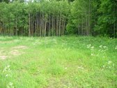 Parduodami trys besiribojantys sklypai, kurių