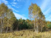 Parduodamas 1,2079 ha žemės ūkio paskirties - nuotraukos Nr. 6