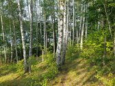 Išskirtinė, Unikali vieta - Antalieptės marių - nuotraukos Nr. 4