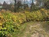 Parduodamas 9,12 a namų valdos sklypas - nuotraukos Nr. 7