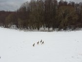 Tai sklypas norintiems ypatingai privačios ir - nuotraukos Nr. 9