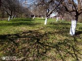 Parduodu sklypą,34,49 aru,sodas,48 medžių - nuotraukos Nr. 3