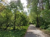 Greta Lazdynėlių, Bukčiuose, Bukčių pušyno - nuotraukos Nr. 5
