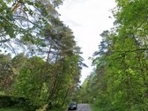 Greta Lazdynėlių, Bukčiuose, Bukčių pušyno - nuotraukos Nr. 8