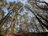 Parduodamas Žemės sklypas 5,28ha - nuotraukos Nr. 6