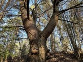 Parduodamas Žemės sklypas 5,28ha - nuotraukos Nr. 7