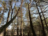 Parduodamas Žemės sklypas 5,28ha - nuotraukos Nr. 8