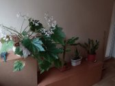 Išnuomojamas tvarkingas, jaukus ir šiltas - nuotraukos Nr. 17