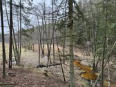 1,56ha kraštinis sklypas(1/3 miškas)unikalus - nuotraukos Nr. 4