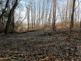 30 arų namų valdos sklypas, bendras 2,51 ha ploto - nuotraukos Nr. 19