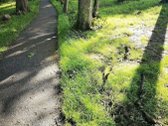 Parduodamas žemės sklypas 75 arų Dvaro g. - nuotraukos Nr. 22