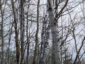 Parduodamas žemės sklypas, kurį sudaro žemės - nuotraukos Nr. 11