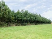 Eišiškėse, Rodūnės g. parduodami namų valdos - nuotraukos Nr. 8