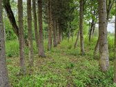 Parduodamas žemės sklypas labai vaizdingoje, - nuotraukos Nr. 3