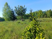30 arų namų valdos sklypas, bendras 2,51 ha ploto - nuotraukos Nr. 4