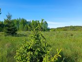 30 arų namų valdos sklypas, bendras 2,51 ha ploto - nuotraukos Nr. 23