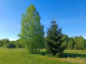30 arų namų valdos sklypas, bendras 2,51 ha ploto - nuotraukos Nr. 5