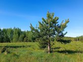 30 arų namų valdos sklypas, bendras 2,51 ha ploto - nuotraukos Nr. 25
